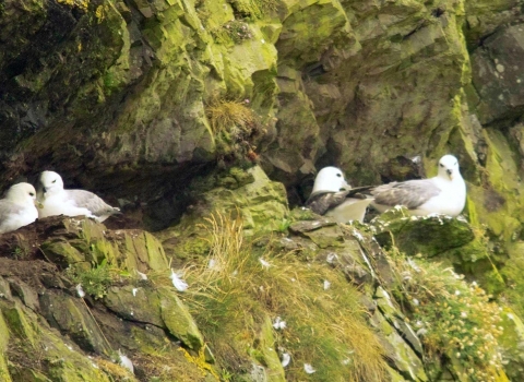 Fulmars in cliff